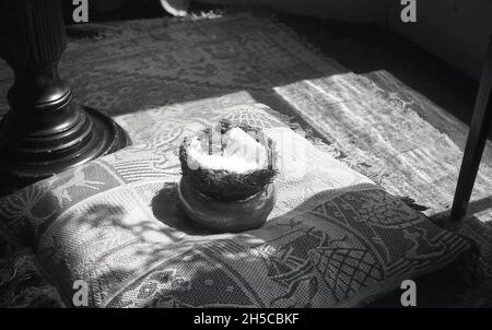 Anni '50, storico, all'interno di una stanza, un pulcino in un piccolo cestino (nido) fatto di ramoscelli e paglia posta su un cuscino, Inghilterra, Regno Unito. Foto Stock