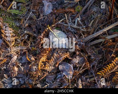 Foglie e bracken in gelo la mattina d'autunno soleggiato in Sussex Foto Stock