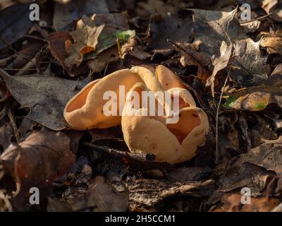 Fungo dell'orecchio di Lepre nel bosco inglese. Foto Stock