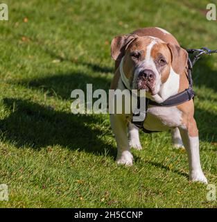 Bella Pit Bull a piedi su lussureggiante nel parco. American Pit Bull Terrier guardando direttamente alla fotocamera. Vista strada, senza persone, spazio di copia per il testo Foto Stock