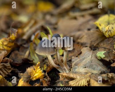 Gruppo di funghi Bonnet in bosco. Foto Stock