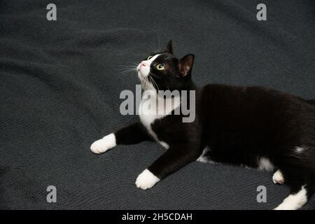 il gatto nero si trova su una coperta grigia su un letto o un divano. Cerca. Posiziona per testo Foto Stock