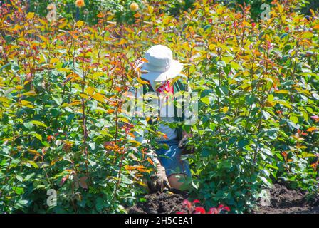 Gardner tendente a Rose cespugli Foto Stock