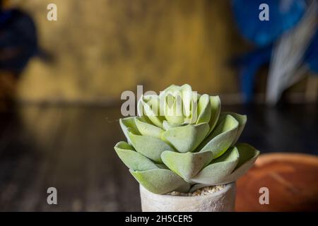 Cactus con piante domestiche in camera. Decorazioni per la casa e concetto di amante degli alberi Foto Stock