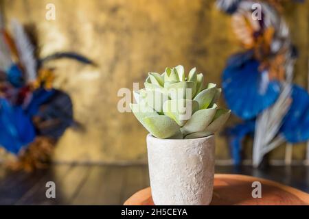 Cactus con piante domestiche in camera. Decorazioni per la casa e concetto di amante degli alberi Foto Stock