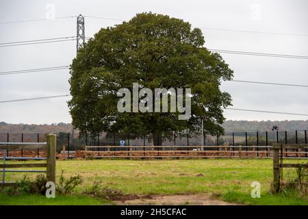 Grande Missenden, Regno Unito. 8 novembre 2021. Un albero molto amato di quercia del solone che è stato occupato dai protettori dell'albero di HS2 all'inizio di quest'anno è ora al rischio di abbattimento da HS2 al loro composto di corsia di cuoio. L'albero era stato Cordoned fuori da HS2 ed era dovuto rimanere ma secondo quanto riferito HS2 ora può progettare sul abbattimento esso in modo che bizzarly possono sostituirlo con un'area di paesaggismo e di alberatura. HS2 hanno già abbattuto un certo numero di alberi in Leather Lane e più devono essere abbattuti da loro. Crecdit: Maureen McLean/Alamy Live News Foto Stock