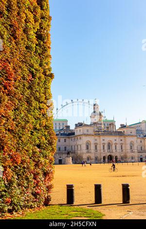 Brillanti colori autunnali sulla ivy a Horseguard's Parade di Londra Foto Stock