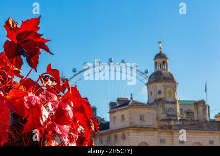 Brillanti colori autunnali sulla ivy a Horseguard's Parade di Londra Foto Stock