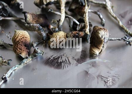 Magia essiccata con stampe di spore su foglio di stagno Foto Stock