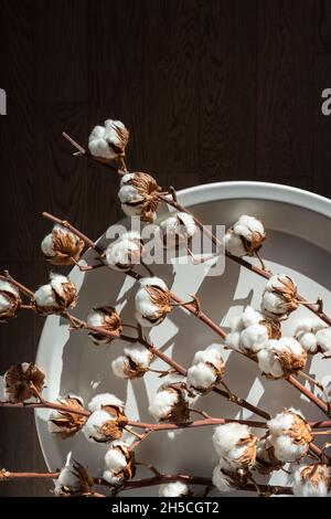 Il cotone asciutto inflorescences su uno sfondo scuro nel colpo interno con luce solare dura. Foto Stock