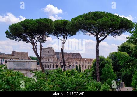 Vista dal Colle Palatino verso l'Arco di Tito e il Colosseo attraverso i Pini, Roma, Italia Foto Stock