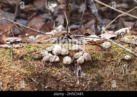 Asciugato su funghi di palla di palla di palla che crescono su un tronco di muschio Foto Stock