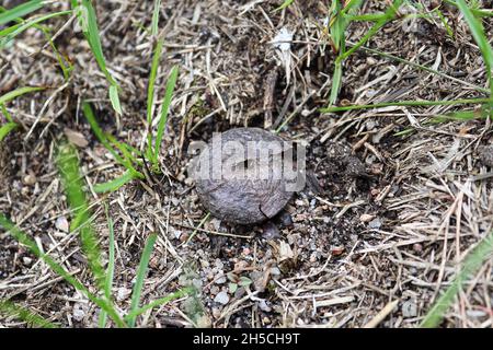 Una vecchia palla di palla che è stata incrinata aperta rilasciando le spore Foto Stock