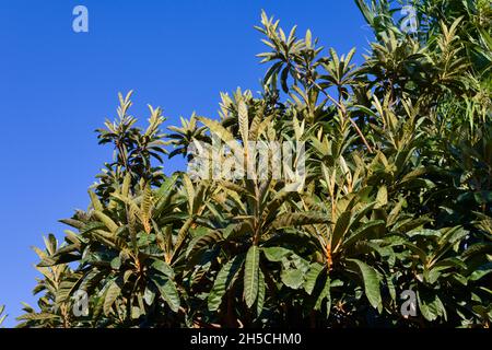 Immagine di un albero di nespola con i suoi rami pieni di foglie verdi ma senza frutti con il cielo blu sullo sfondo Foto Stock