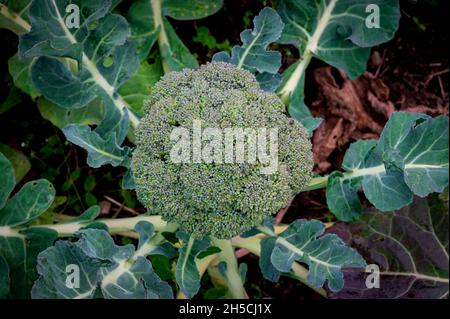 Primo piano di produzione di broccoli freschi coltivati in campi agricoli all'inizio dell'autunno in Svezia Foto Stock