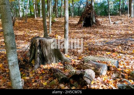 Una vecchia capanna abbandonata nella foresta d'autunno, un grande ceppo e legno segato Foto Stock