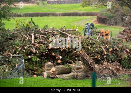 Aylesbury vale, Regno Unito. 8 novembre 2021. HS2 oggi stava rimuovendo tronchi di albero da ancora un altro bosco che hanno abbattuto per la costruzione di High Speed Rail. Questo è stato solo pochi giorni dopo che il primo ministro Boris Johnson ha annunciato alla Conferenza sul clima COP26 a Glasgow 'per arrestare e invertire la deforestazione e il degrado della terra entro il 2030. Non solo fermarsi, ma invertire”. Ha anche descritto gli alberi come i 'polmoni del nostro pianeta', tuttavia, mentre HS2 continuano a cadere o mettere a rischio 108 boschi antichi per la ferrovia molto criticata HS2. Credit: Maureen McLean/Alamy Live News Foto Stock