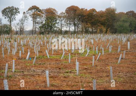 Aylesbury vale, Regno Unito. 8 novembre 2021. Dopo aver abbattuto una gran parte di Jones Hill Wood, HS2 hanno piantato agrifoglio come sostituzione per l'antico bosco, tuttavia, gran parte del hedging è già morto. Il progetto High Speed Rail continua ad essere molto più budget ed è molto criticato dagli ambientalisti. Credit: Maureen McLean/Alamy Live News Foto Stock