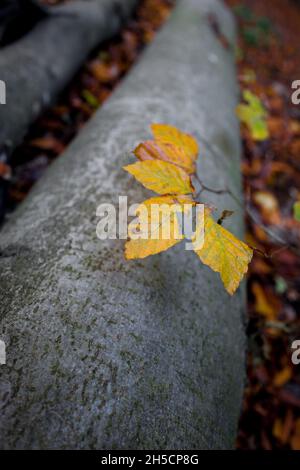 Foglie di faggio comune e faggeto felluto. Foto Stock