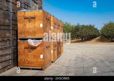 Foto di casse di legno impilate al Capay Canyon Ranch, con il frutteto di mandorle sullo sfondo. Foto Stock