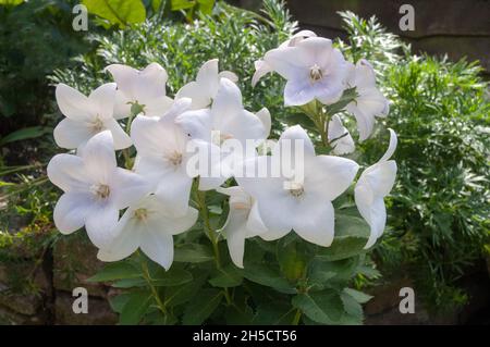 Gruppo di fiori bianchi di Platycodon Grandiflorus o fiore di palloncino Un perenne erbaceo deciduo che è completamente indurito un bordo e pianta di rockery Foto Stock