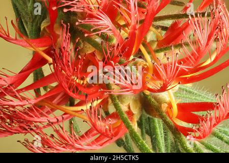 Macro primo piano dell'infiorescenza isolata di Bottlebrush (Calothamnus quadrifidus) Foto Stock