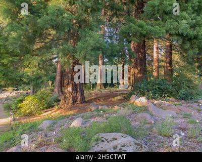 Sequoia gigante, sequoia gigante (Sequoiadendron giganteum), nel giardino botanico, Germania, Amburgo, Flottbek Foto Stock