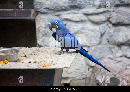 Iacinto Macaw, Iacinthine Macaw (Anodorhynchus hyacinthinus), in uno zoo Foto Stock