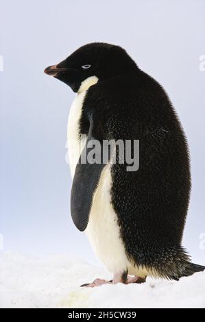 adelie pinguino (Pygoscelis adeliae), sorge sulla neve, Antartide, Petermann Island Foto Stock