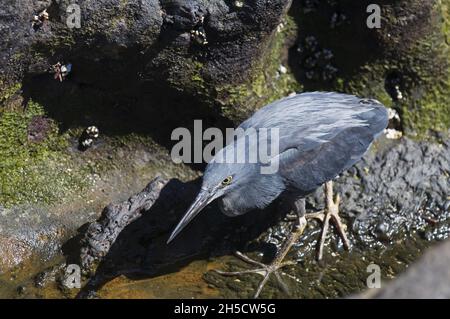 Erone di lava, Erone di lava Galapagos (Butorides sundevalli), foraging sulla costa, Ecuador, Isole Galapagos, Isola di Santiago, James Bay Foto Stock