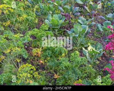 Cavolo selvatico (Brassica oleracea), verdure con cavolo e aneto, Germania Foto Stock