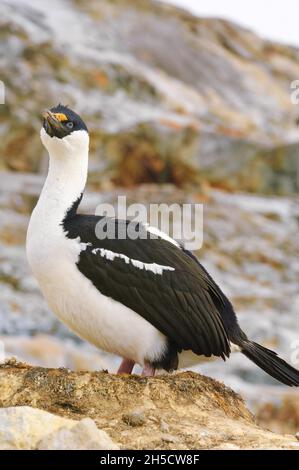 Cormorano dagli occhi blu (alacrocorax atriceps, Leucocarbo atriceps), sulla costa rocciosa, Antartide, Isola di Petermann Foto Stock