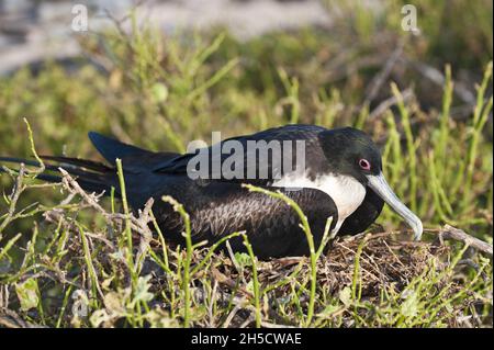 Magnifico uccello fregata (Fregata magnificens), femmina allevata, Ecuador, Galapagos , Isola di Seymour del Nord Foto Stock