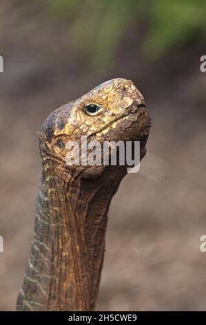 Tartaruga Galapagos, tartaruga gigante Galapagos (Chelonoidis nigra, Geochelone elephantopus, Geochelone nigra, Testudo elephantopus, Chelonoides Foto Stock