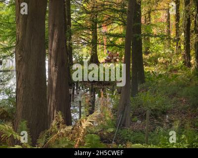 Stagno Cypress, Stagno Baldcypress (Taxodium ascendens, Taxodium distichum var. Imbricatum), crescendo in uno stagno in giardino botanico, visitatore su una panchina, Foto Stock