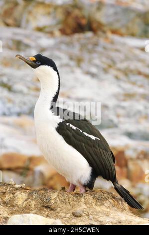 Cormorano dagli occhi blu (alacrocorax atriceps, Leucocarbo atriceps), sulla costa rocciosa, Antartide, Isola di Petermann Foto Stock