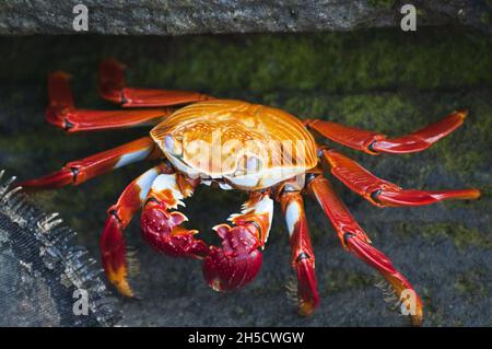 Granchio Sally lightfoot, granchio a terra chiazzato (grasus grasus), sulla costa rocciosa, Ecuador, Isole Galapagos, Isola di Santiago, James Bay Foto Stock