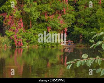 Stagno Cypress, Stagno Baldcypress (Taxodium ascendens, Taxodium distichum var. Imbricatum), crescendo in uno stagno in giardino botanico, visitatore su una panchina, Foto Stock