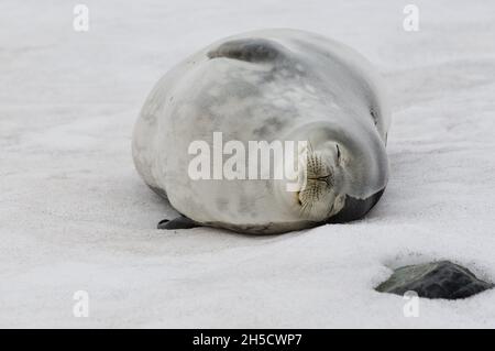 Weddell Seal (Leptonichotes weddelli), dorme su ghiaccio, Antartide, Isola di Re Giorgio Foto Stock