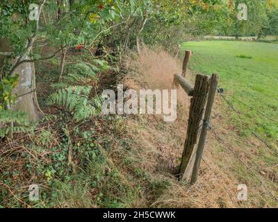 Erbe sulla riva della siepe, Germania, Schleswig-Holstein, Naturpark Huettener Berge Foto Stock