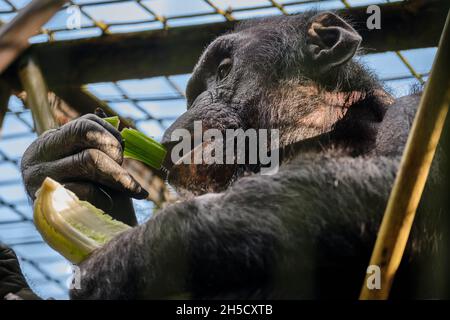 Scimpanzé mangiare foglie. Foto Stock