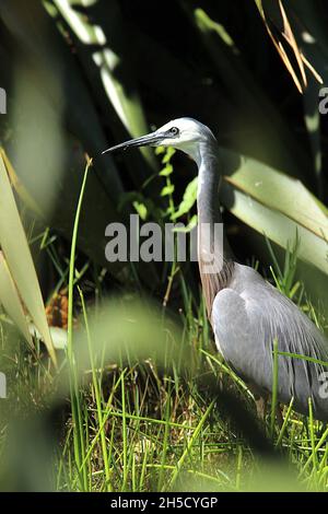 Airone a faccia bianca (Egretta novaehollandiae) che si alimenta in palude Foto Stock