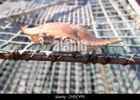 Esoscheletro di un granchio blu -Callinectes sapidus- su reti da pesca, una specie invasiva sulla costa mediterranea. Foto Stock