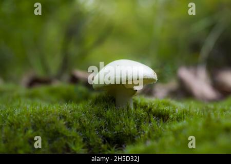 Closup shot del fungo Amanita citrina in muschio Foto Stock