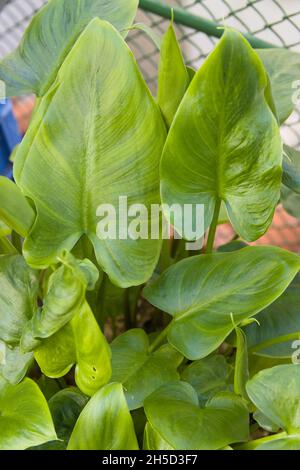 Primo piano delle foglie di una pianta nota come cala (Zantedeschia aethiopica), caratterizzata dalle sue spatse bianche Foto Stock