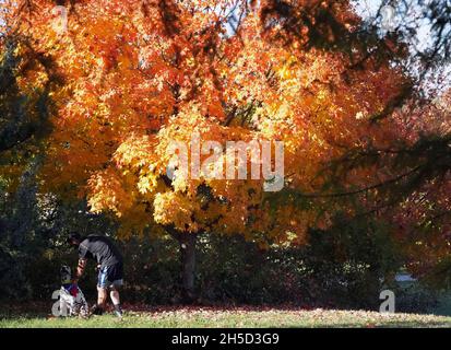 St. Louis, Stati Uniti. 8 novembre 2021. Un visitatore di Forest Park lavora per addestrare il suo cane a sedere, godendo di 72 gradi temperature come gli alberi sono in piena caduta colori a St. Louis Lunedi, 8 novembre 2021. Foto di Bill Greenblatt/UPI Credit: UPI/Alamy Live News Foto Stock