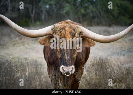 Charmuese Longhorn Bull mangiare erba a Elm Creek Ranch in Texas Foto Stock