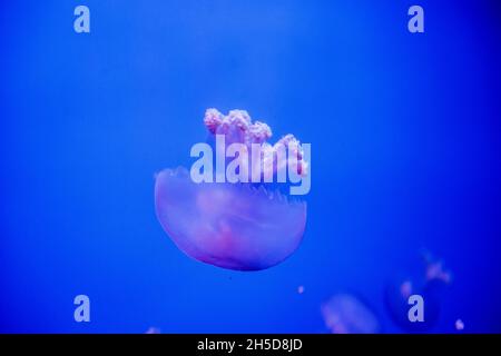 un fantastico ritratto di una medusa in acquario Foto Stock