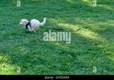 Cucciolo giocattolo bianco scarabucchi corre lontano dal proprietario sul prato. Cucciolo con imbracatura nera perso nel parco. Orizzontale.Copia spazio Foto Stock