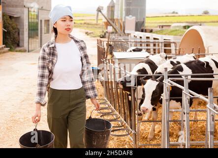 Dipendente femminile che si occupa della mandria di mucche in azienda Foto Stock